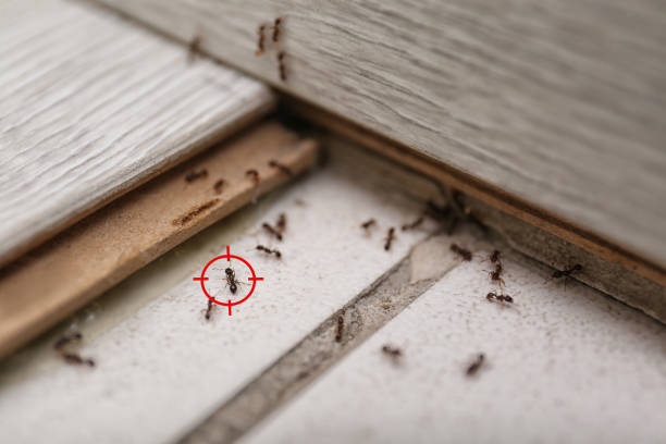 Best Affordable Pest Control Services  in Oologah, OK