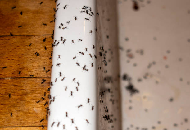 Best Rat Extermination Near Me  in Oologah, OK